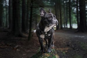 Bulldog Francez rasa afectuoasa si potrivita pentru apartament
