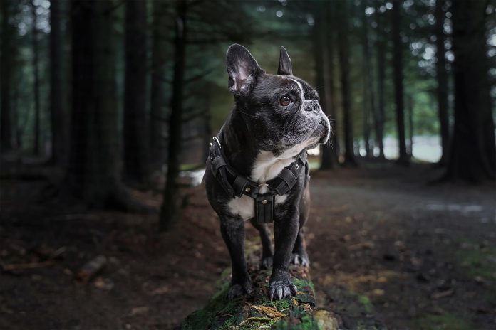 Bulldog Francez rasa afectuoasa si potrivita pentru apartament