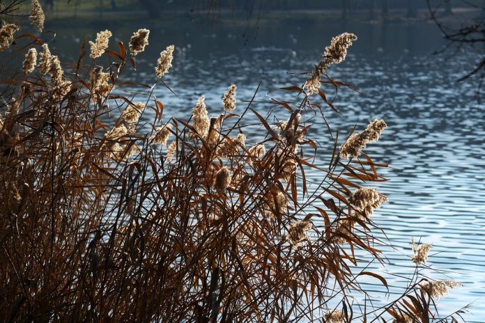 la ce temperatura ingheata plantele