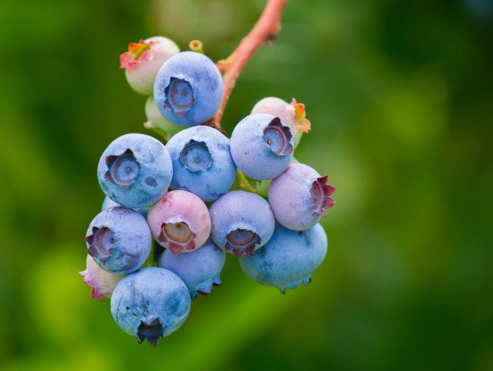 cum se curata pomii fructiferi
