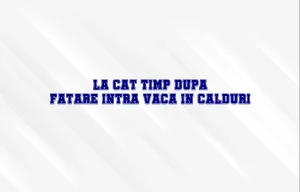 la cat timp dupa fatare intra vaca in calduri