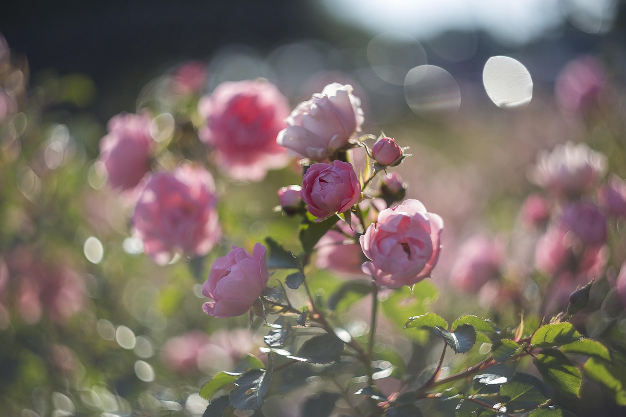 ce se intampla daca dormi in miros de lavabila