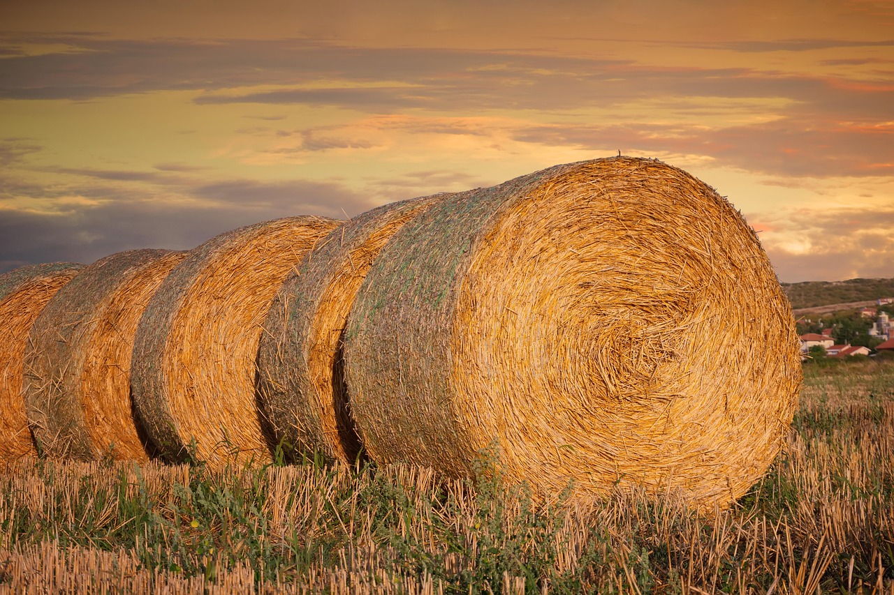 cat costa metru de tapet de pus
