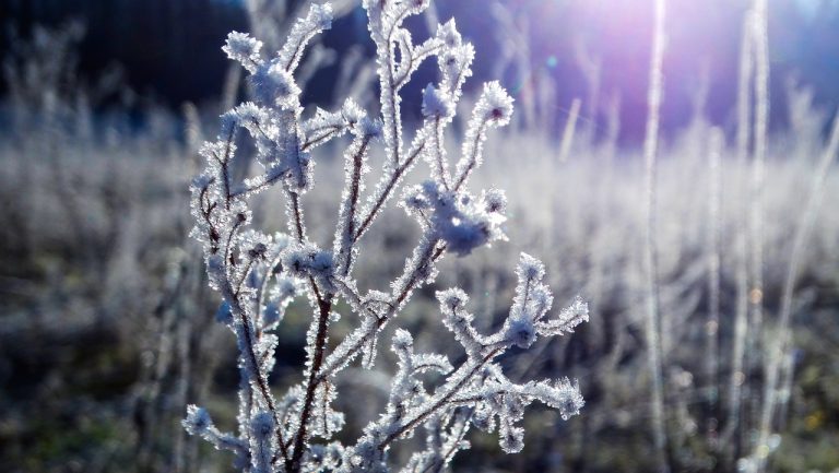 la ce temperatura apare bruma