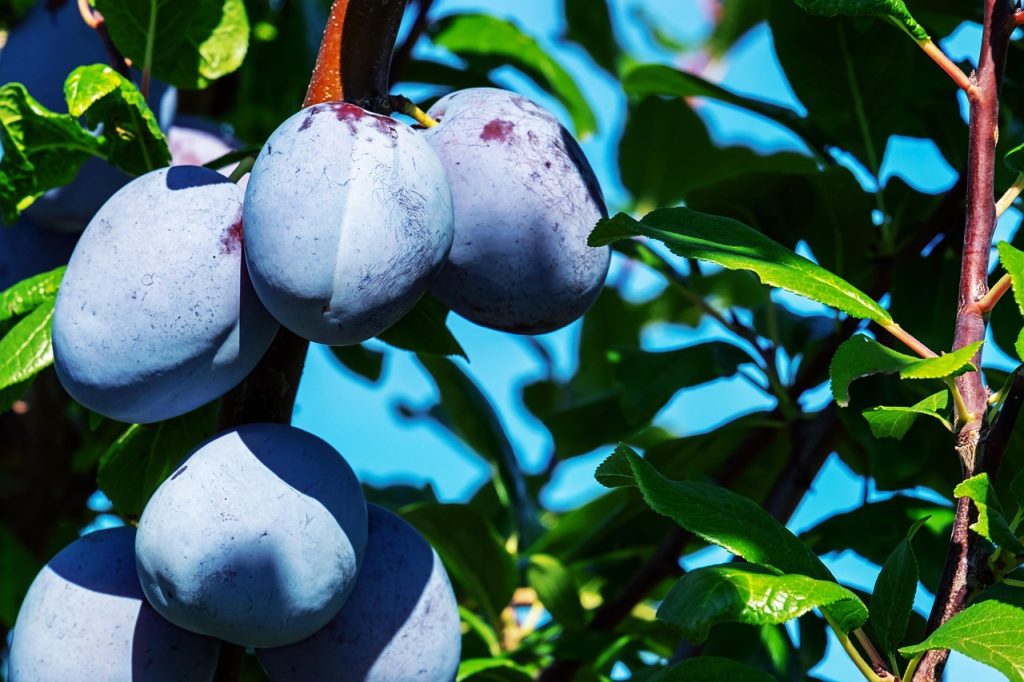 reguli de baza la taierea pomilor fructiferi